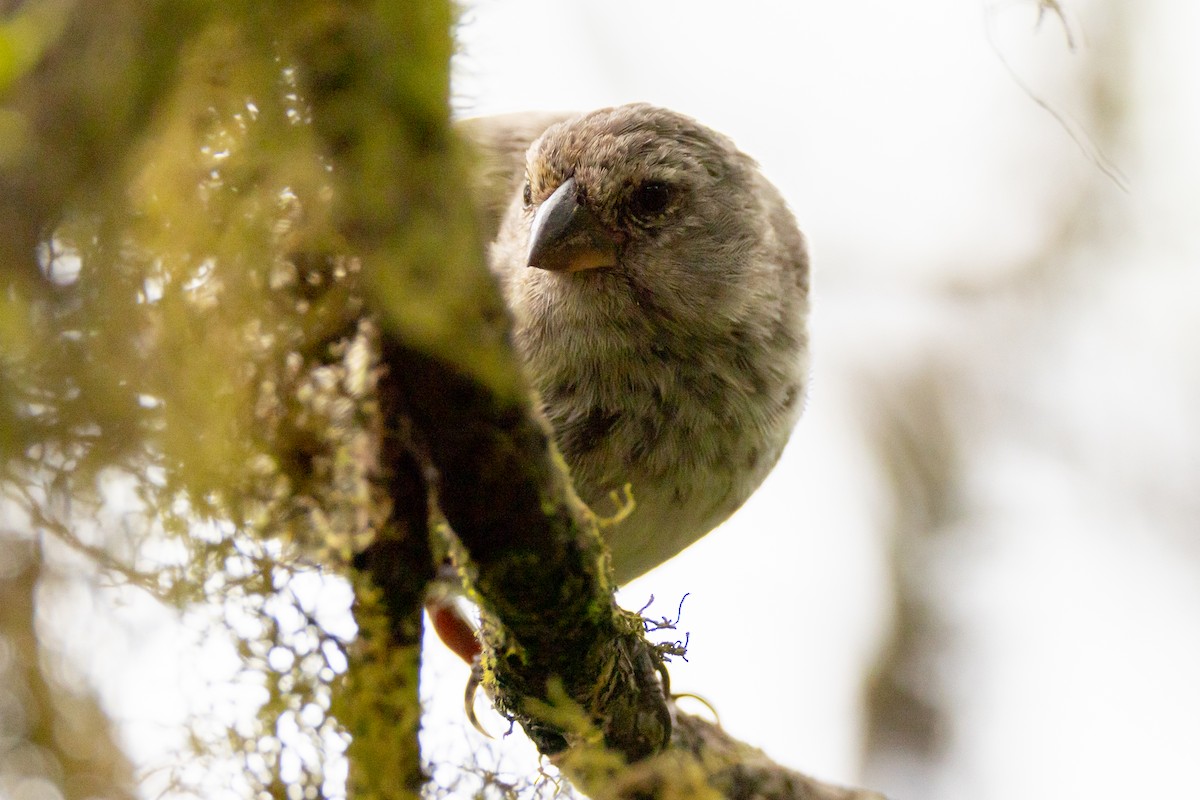 Vegetarian Finch - ML620821335