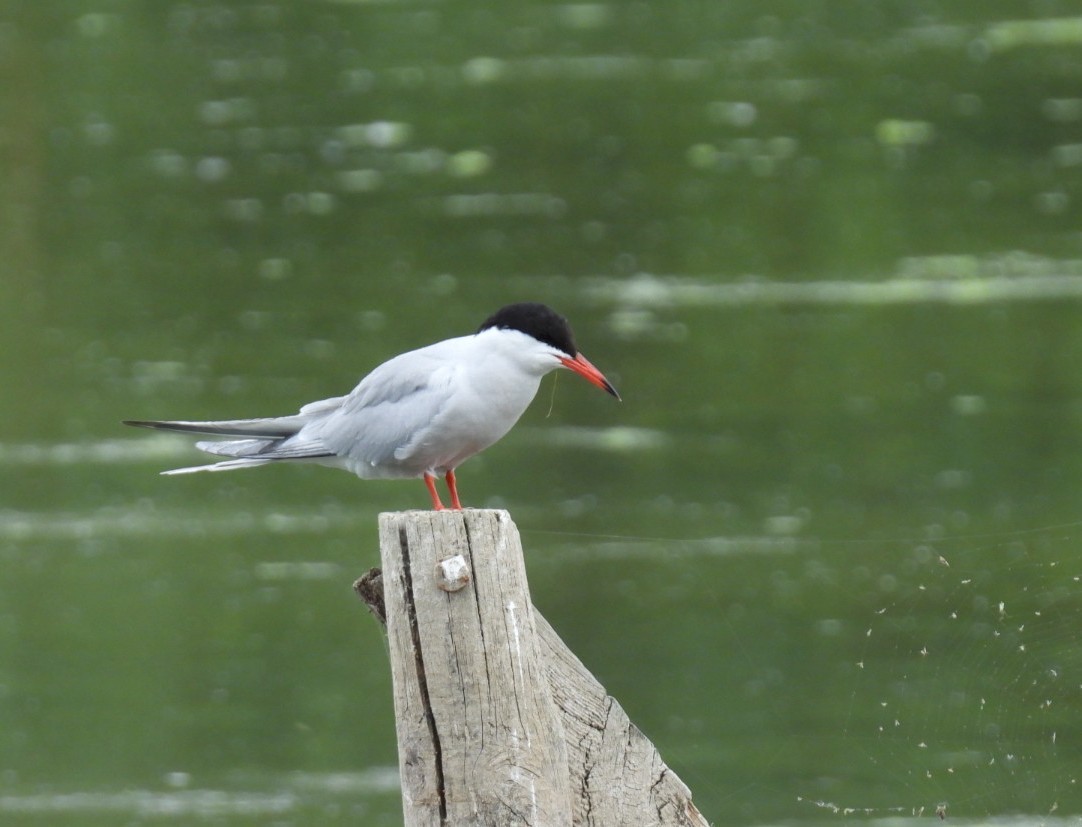 Common Tern - Peter Middleton