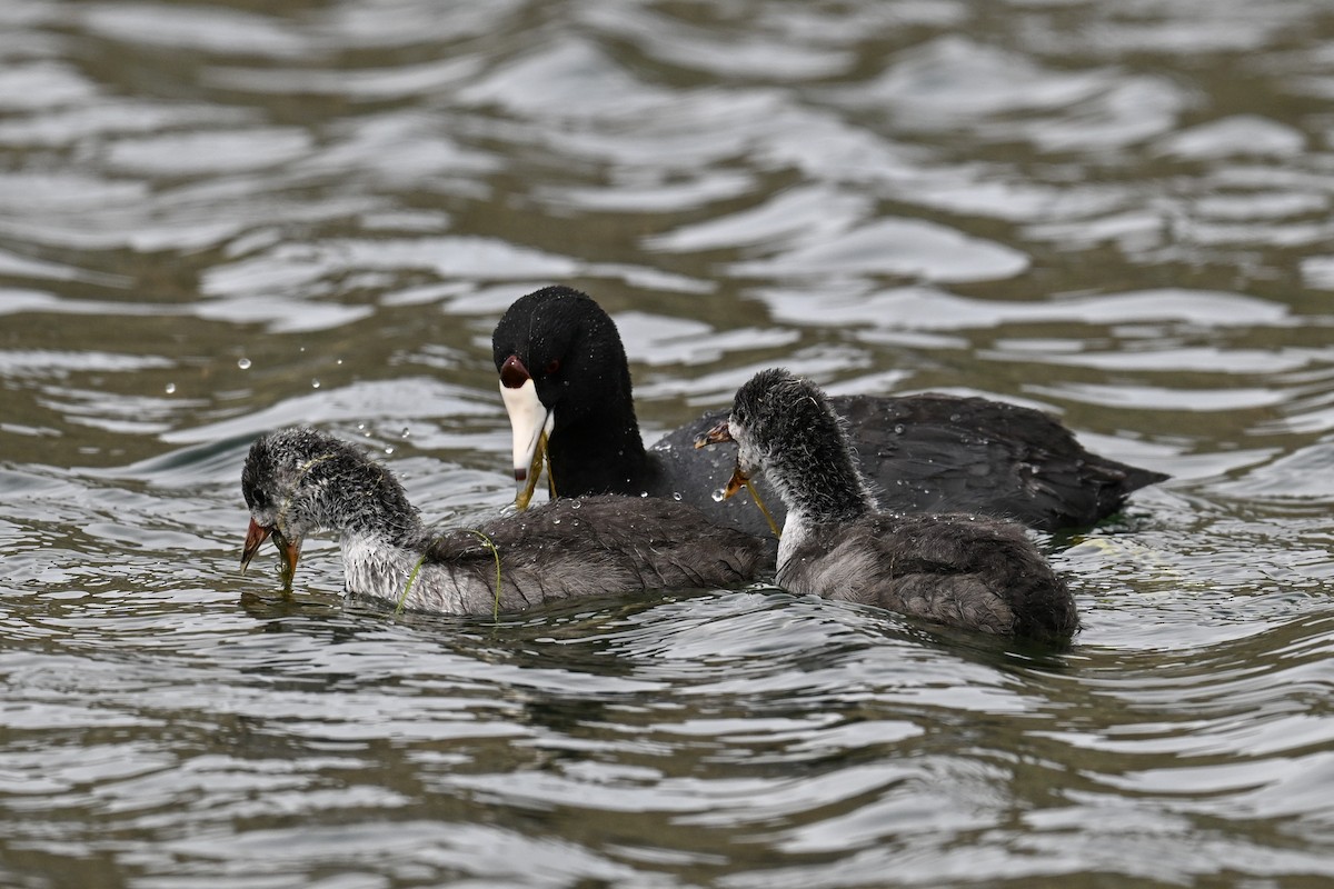 American Coot - Sophia Krupsha