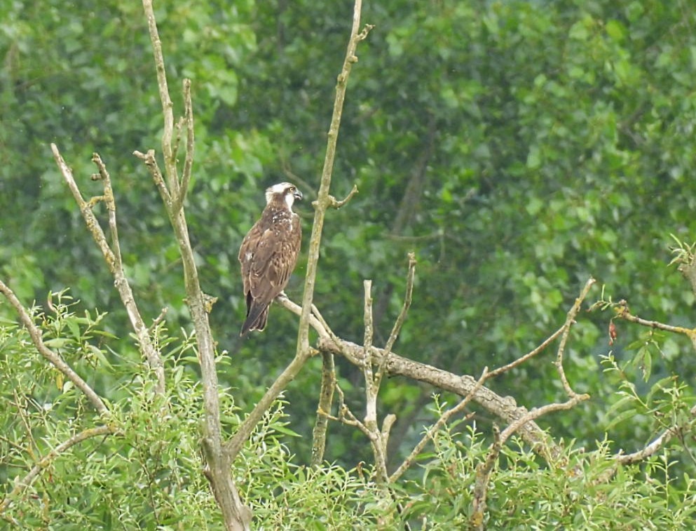 Águila Pescadora - ML620821341