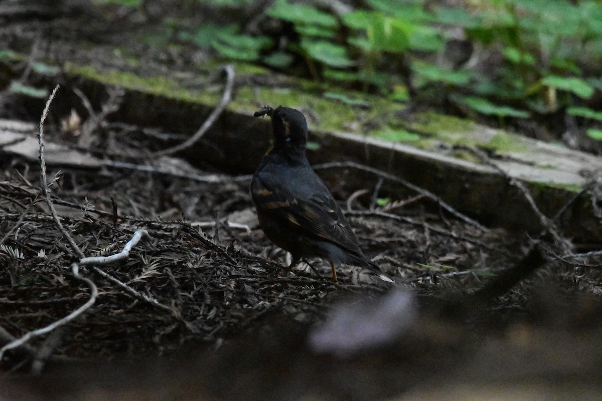 Varied Thrush - ML620821342