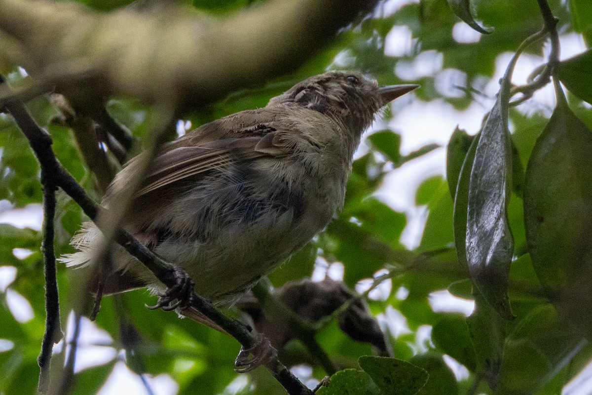 Green Warbler-Finch - ML620821343