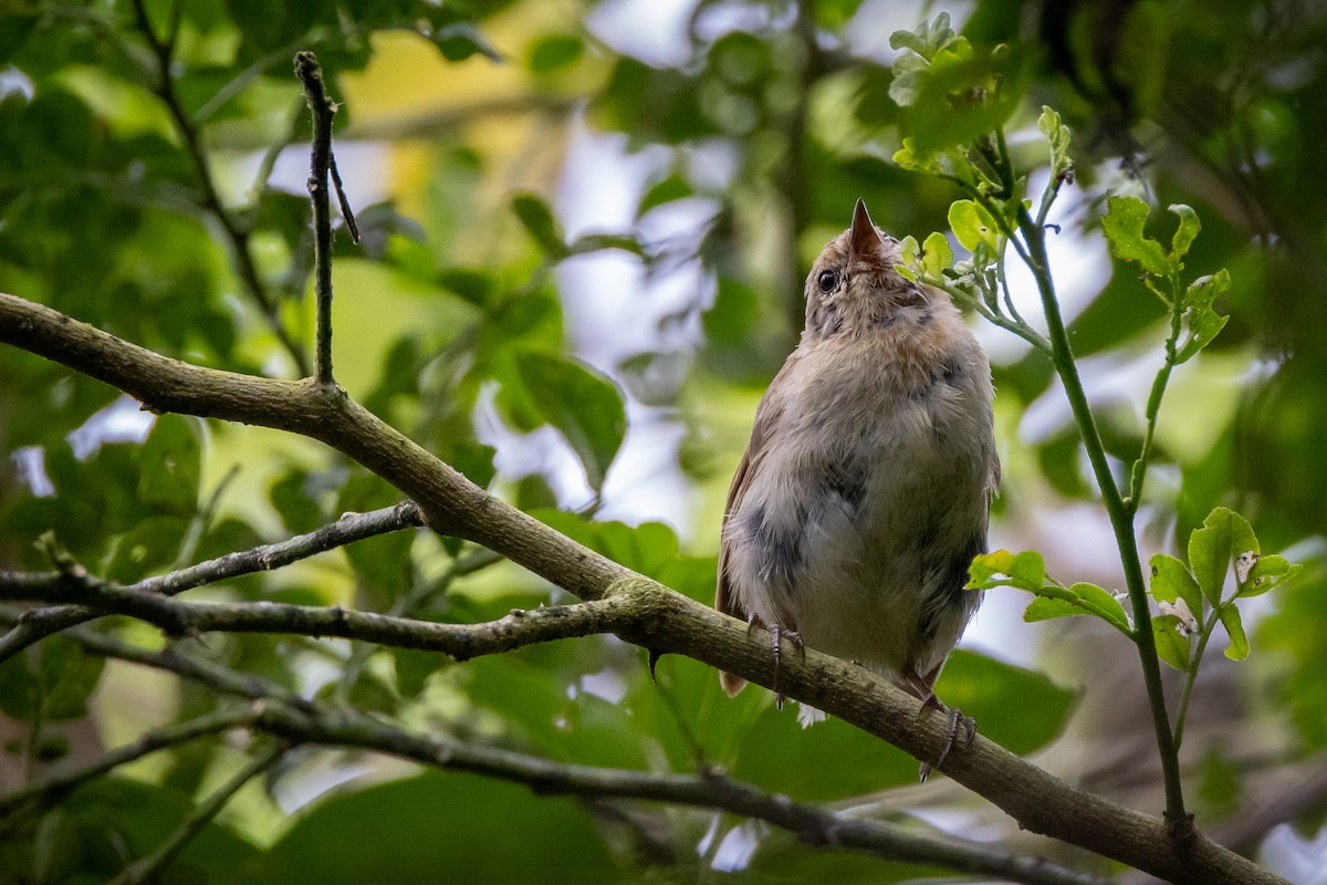 Green Warbler-Finch - ML620821344