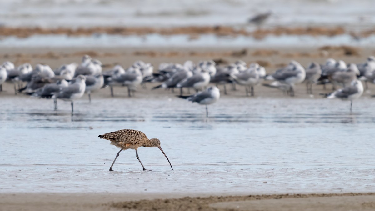 Long-billed Curlew - ML620821347