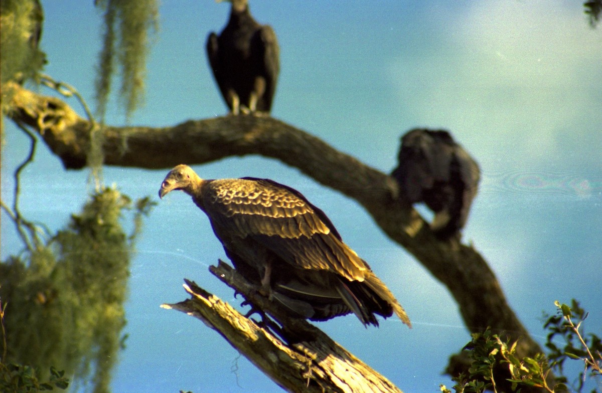 Black Vulture - ML620821348