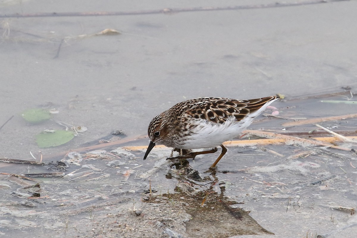 Least Sandpiper - ML620821354