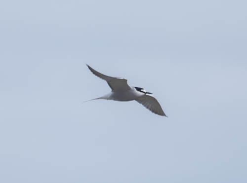 Aleutian Tern - ML620821355