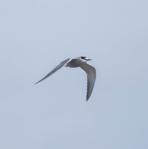 Aleutian Tern - ML620821356