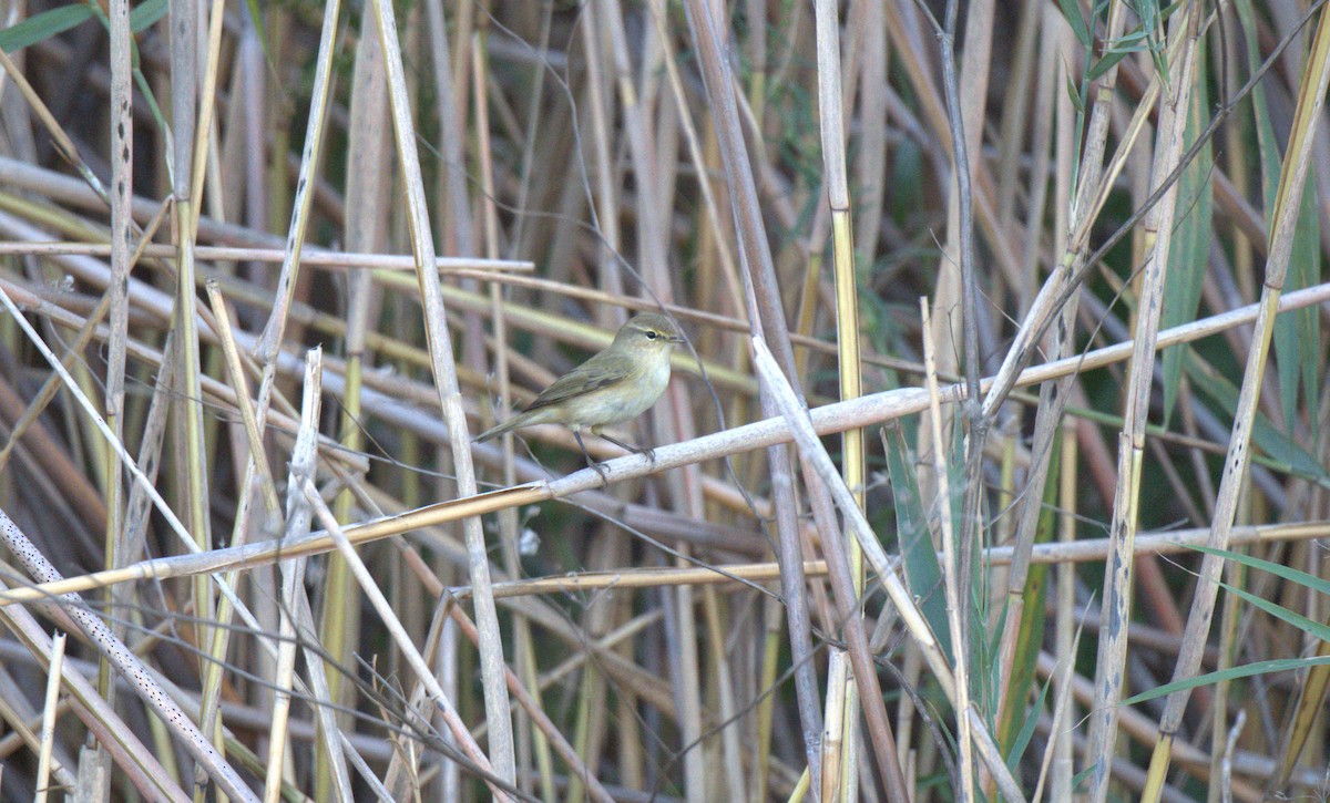 Common Chiffchaff - ML620821357