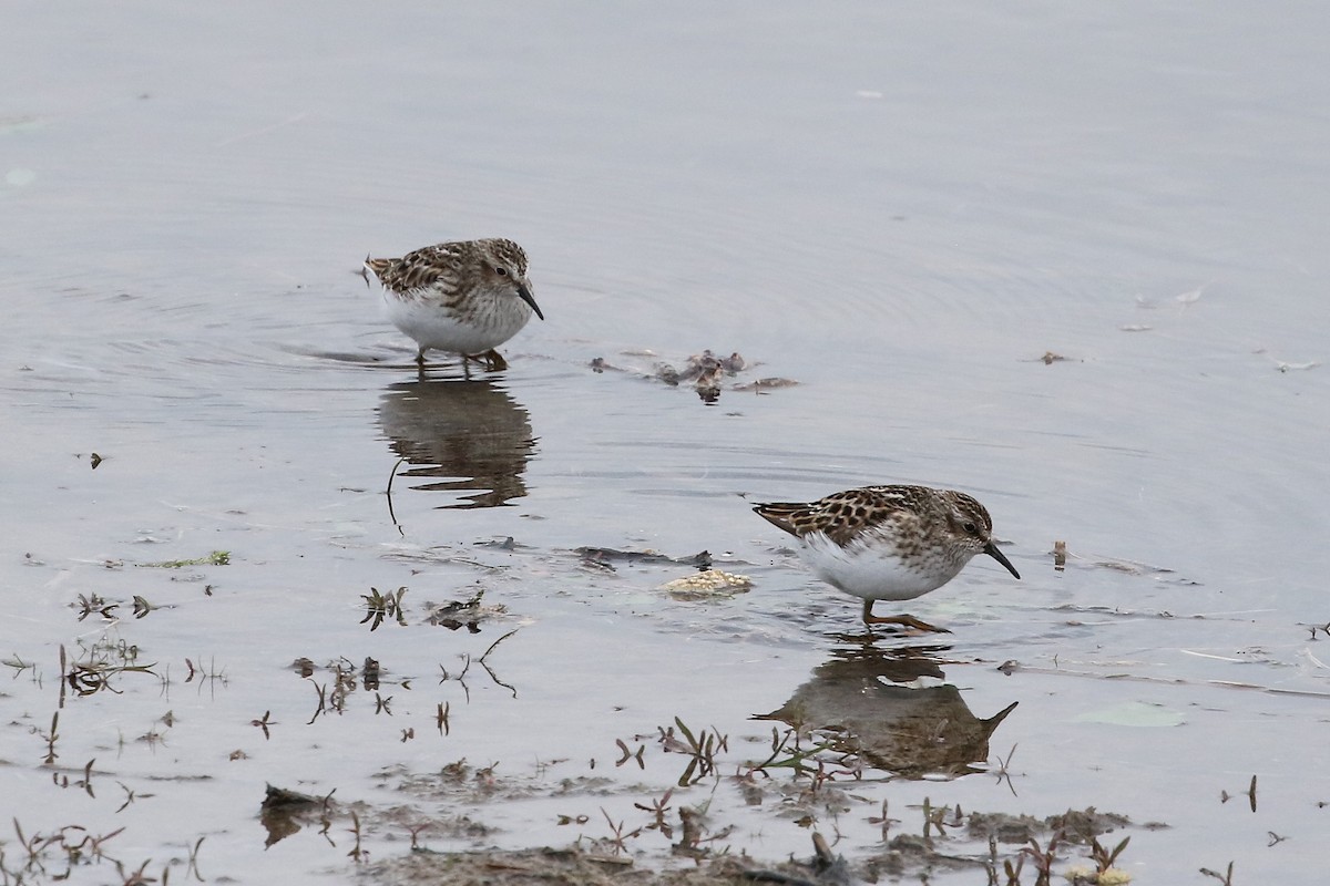 Least Sandpiper - ML620821358