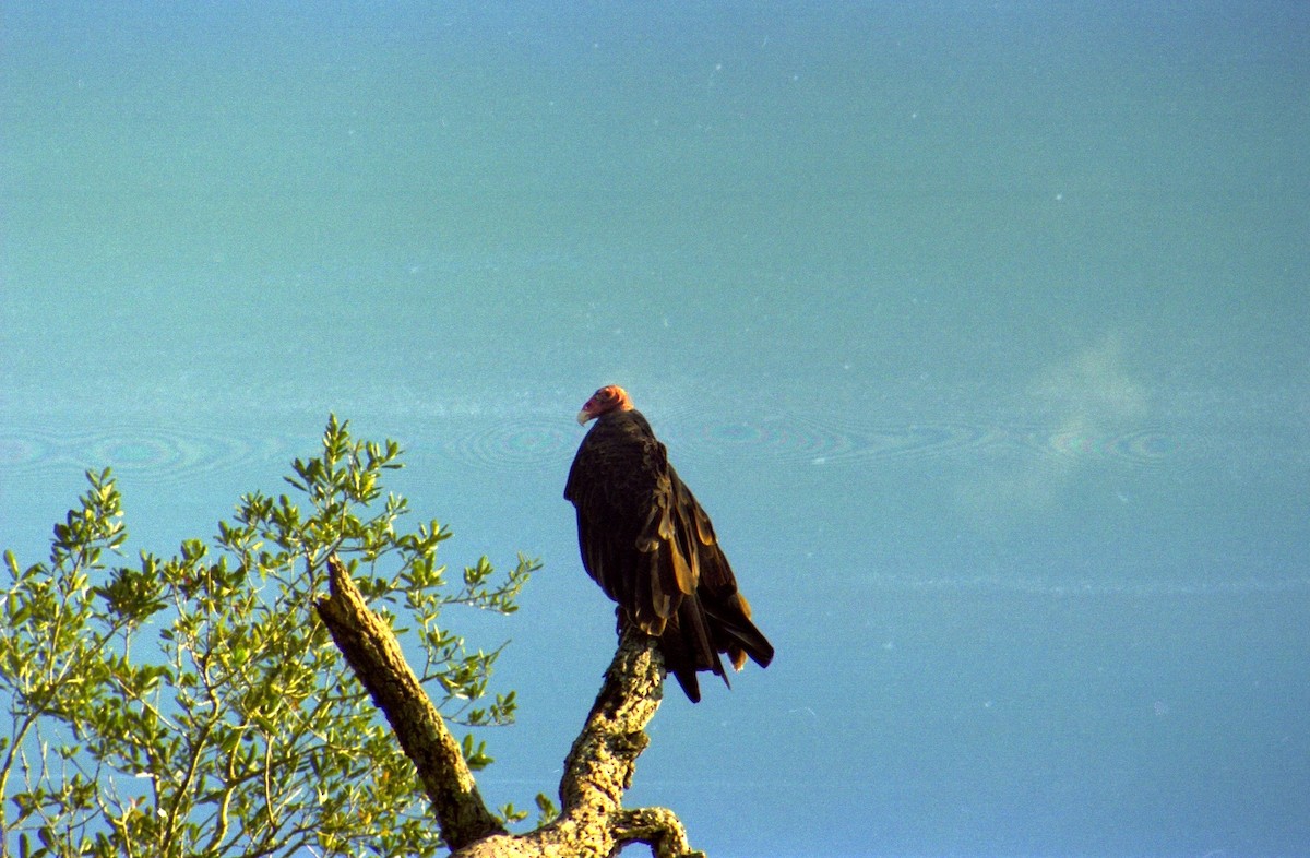 Turkey Vulture - ML620821359