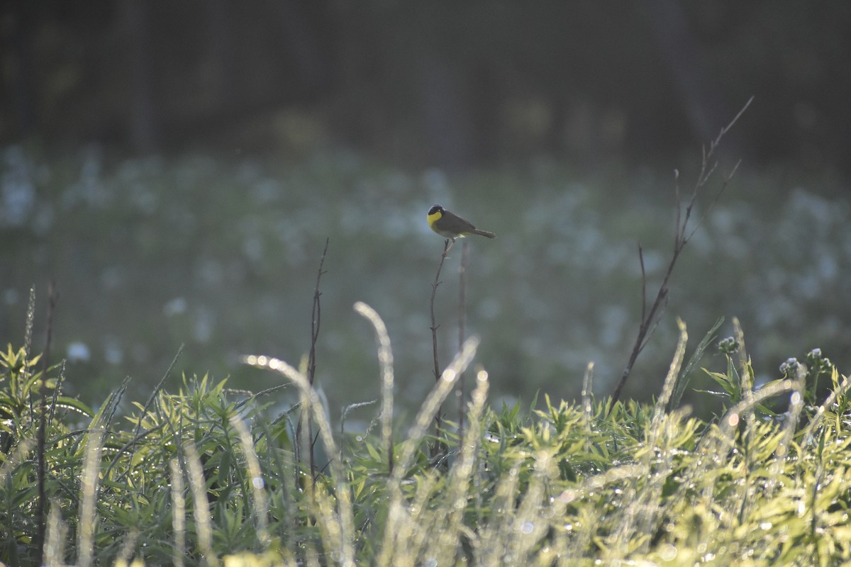 Common Yellowthroat - ML620821361