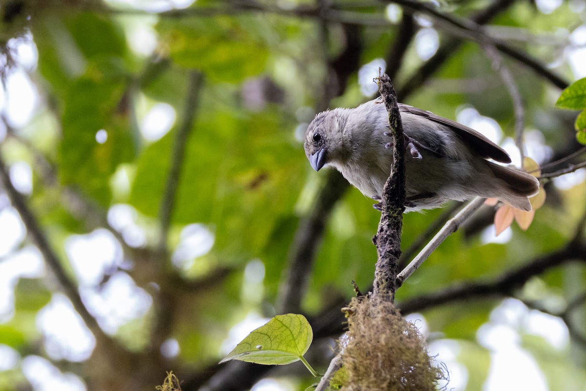 Small Tree-Finch - ML620821362