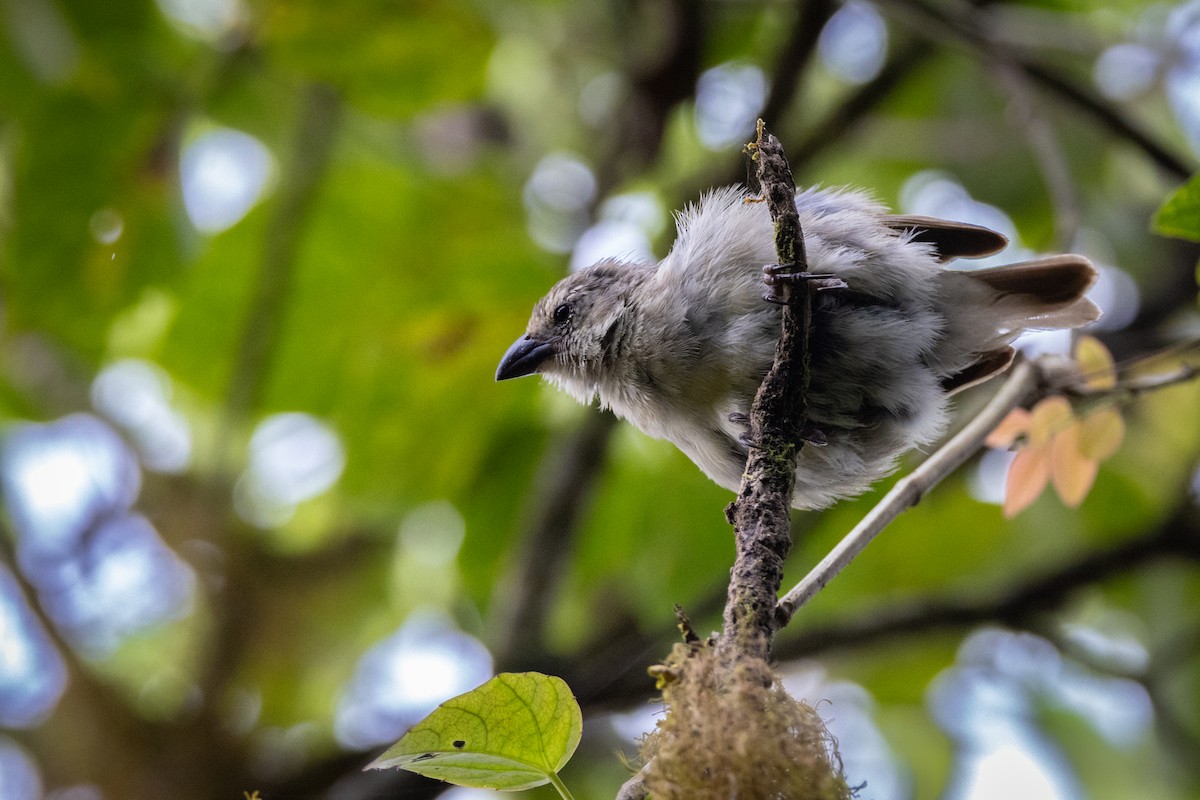 Small Tree-Finch - ML620821363