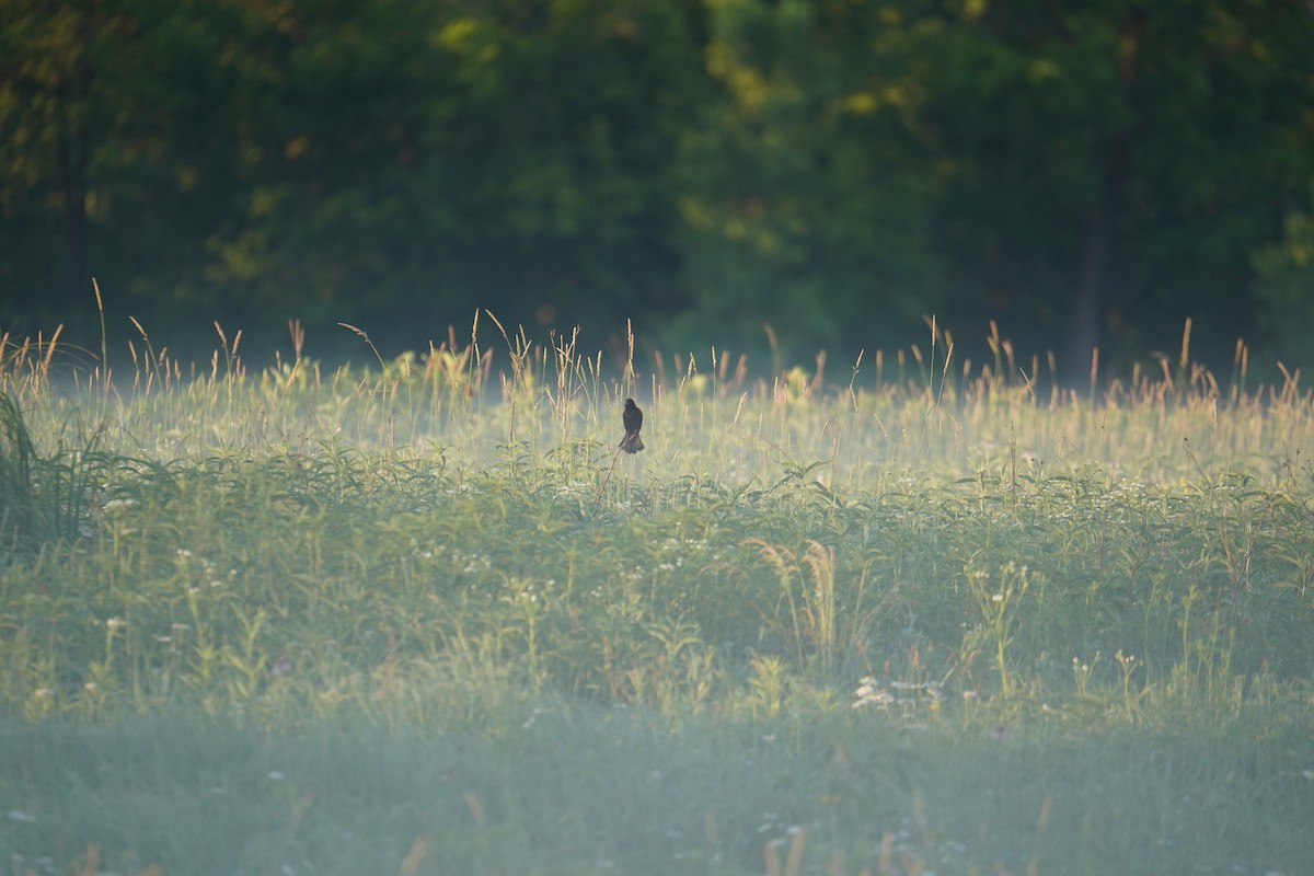 Red-winged Blackbird - ML620821364