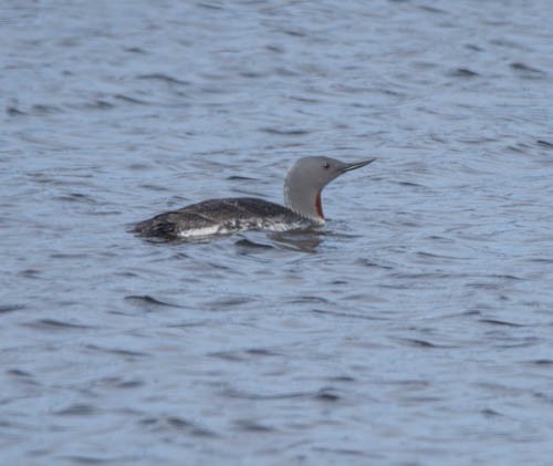 Red-throated Loon - ML620821368