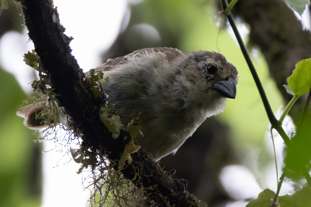 Woodpecker Finch - ML620821370