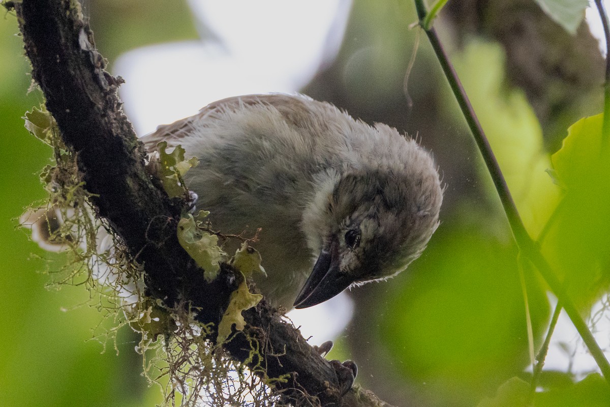 Woodpecker Finch - ML620821371