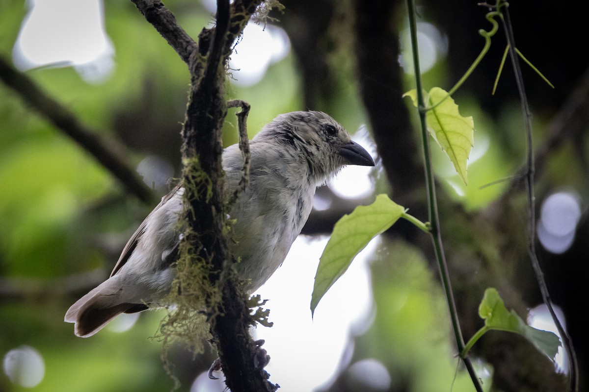 Woodpecker Finch - ML620821373