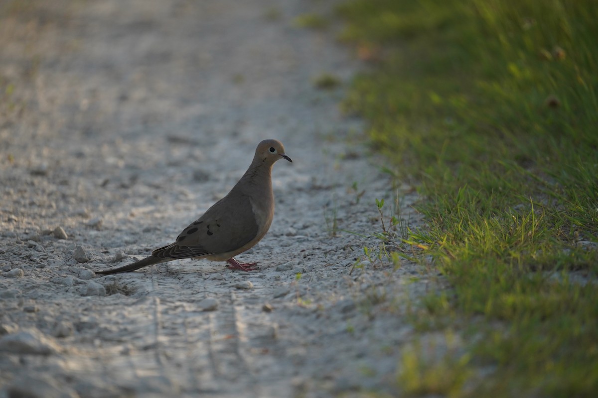 Mourning Dove - ML620821374