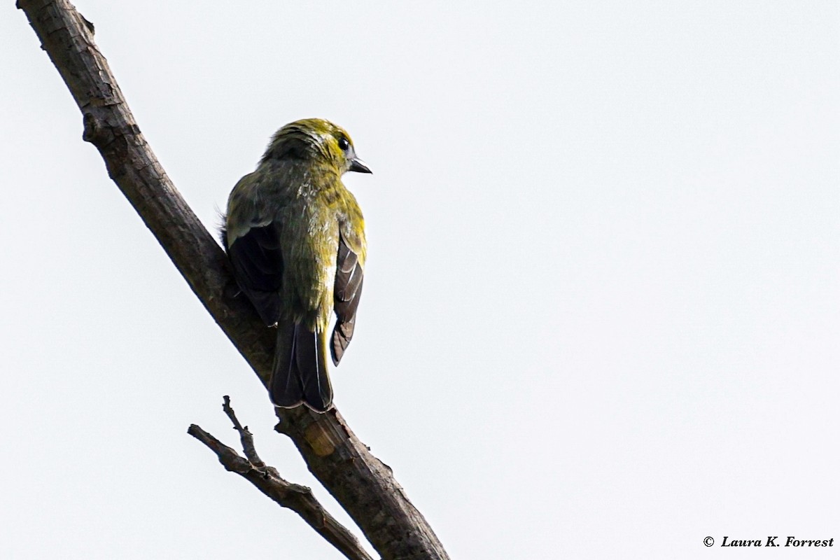 Palm Tanager - ML620821376