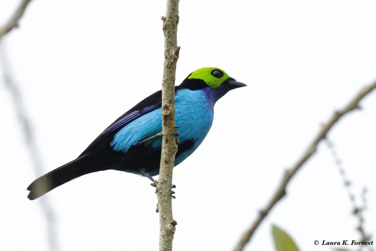 Paradise Tanager - ML620821390