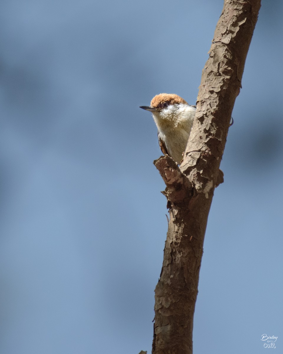 Brown-headed Nuthatch - ML620821394