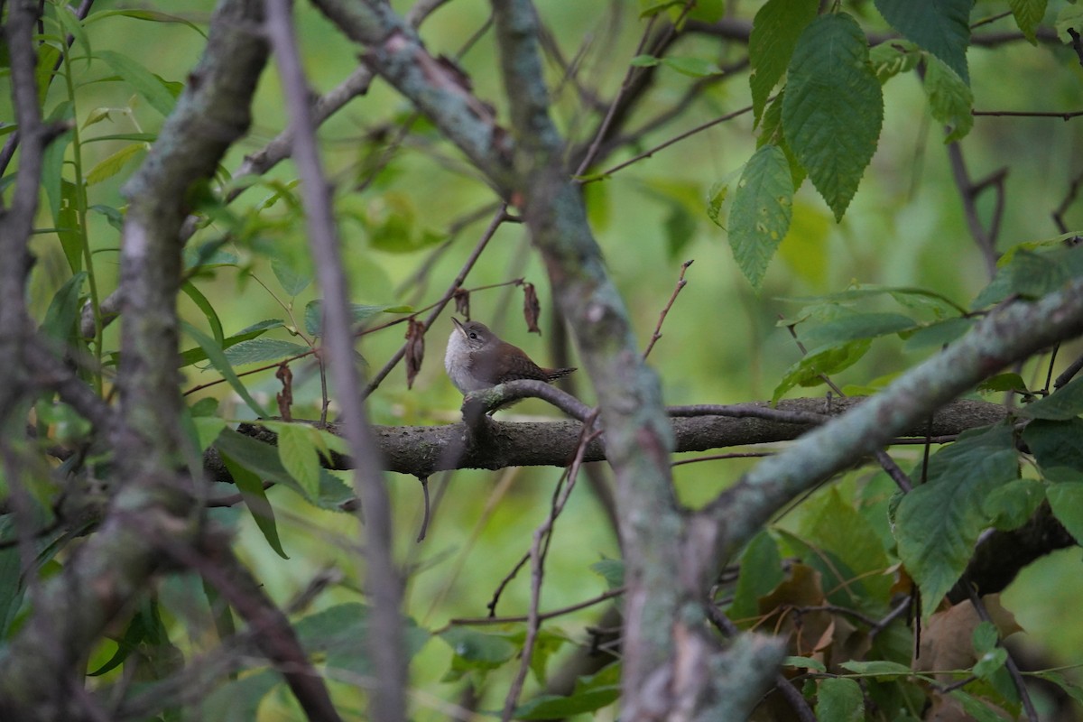 Chochín Criollo - ML620821398