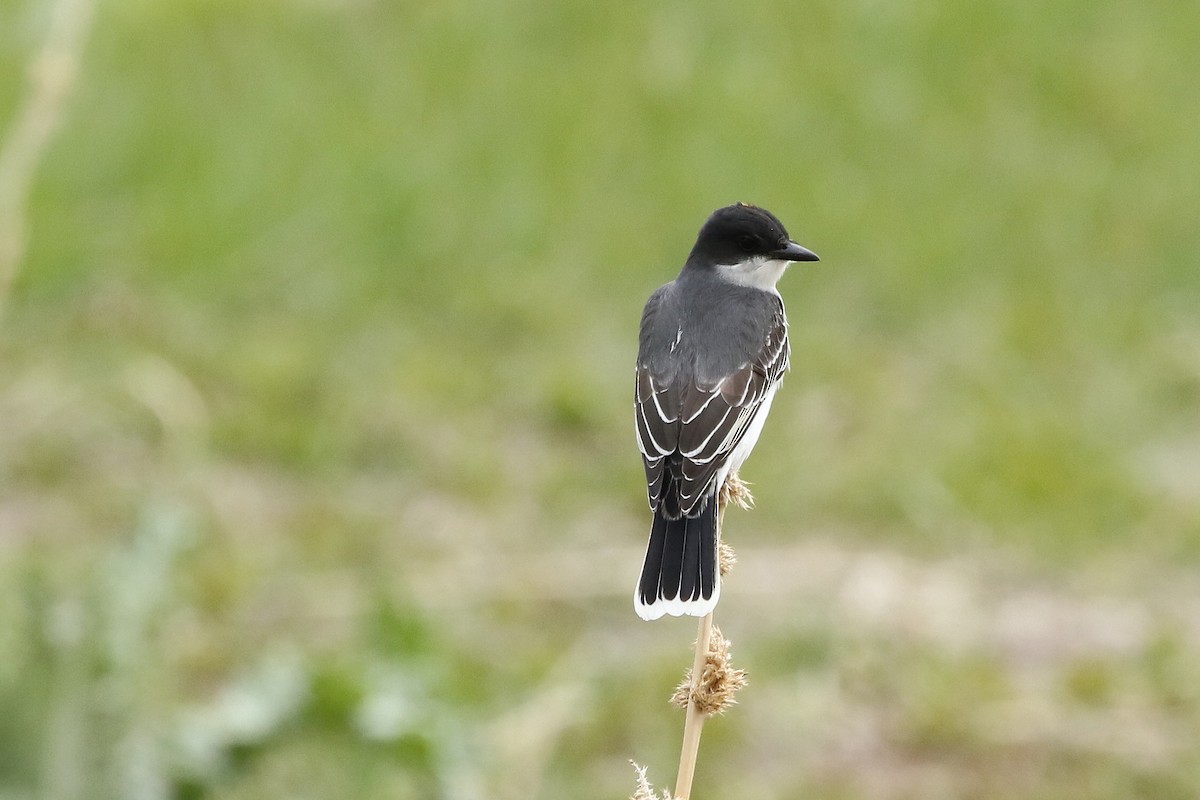 Eastern Kingbird - ML620821400