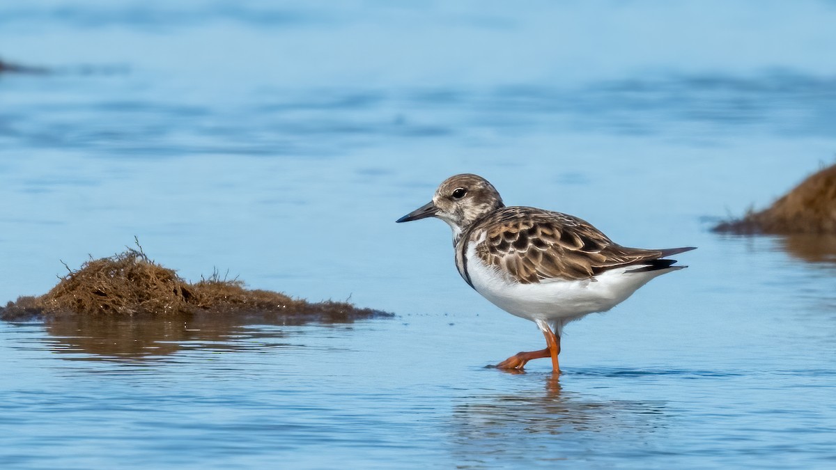 Ruddy Turnstone - ML620821405