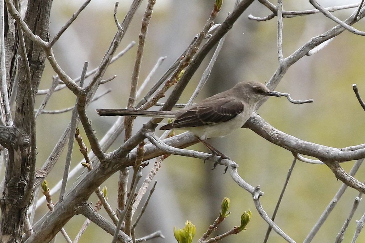 Northern Mockingbird - ML620821412