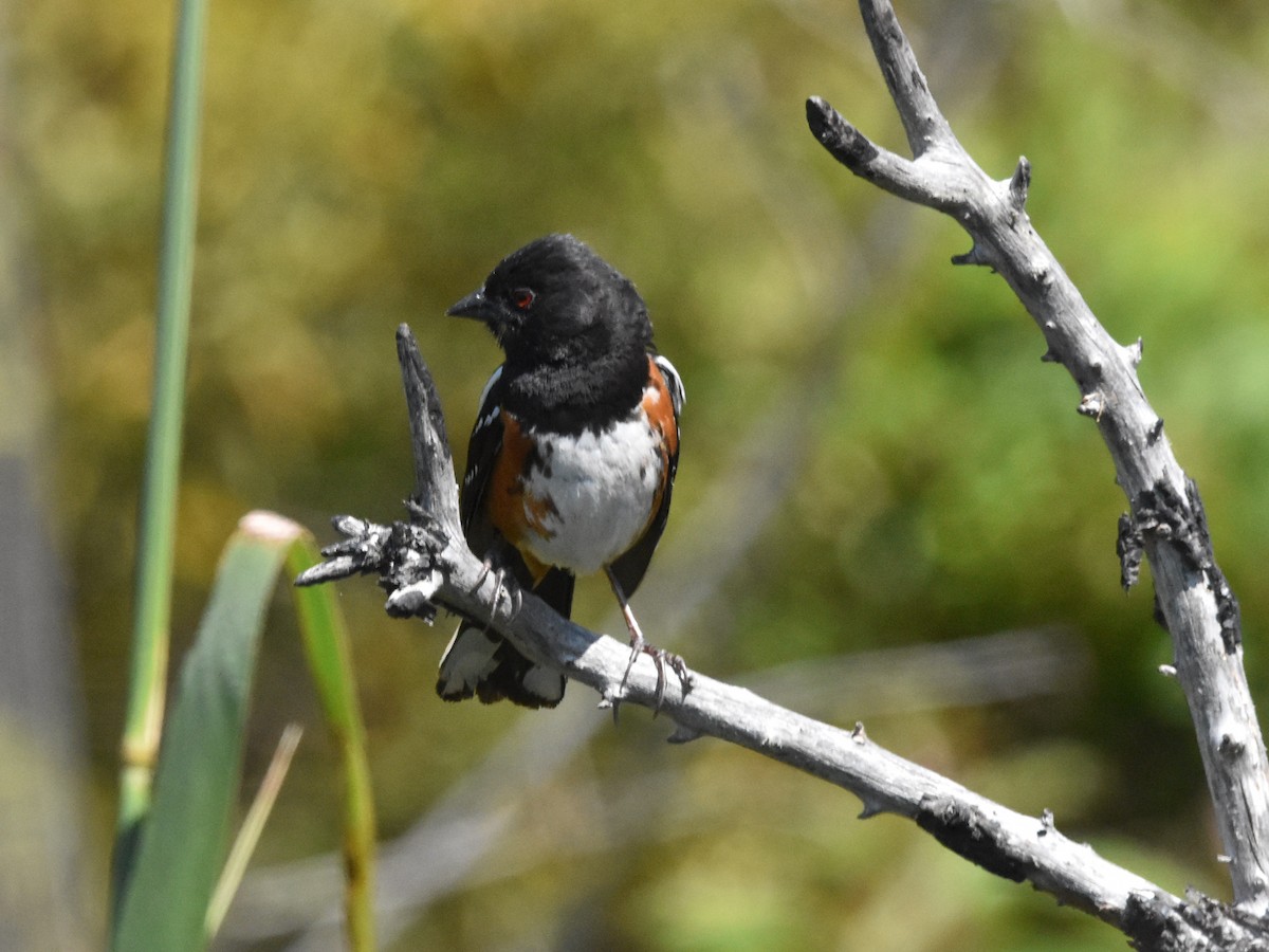 Spotted Towhee - ML620821413