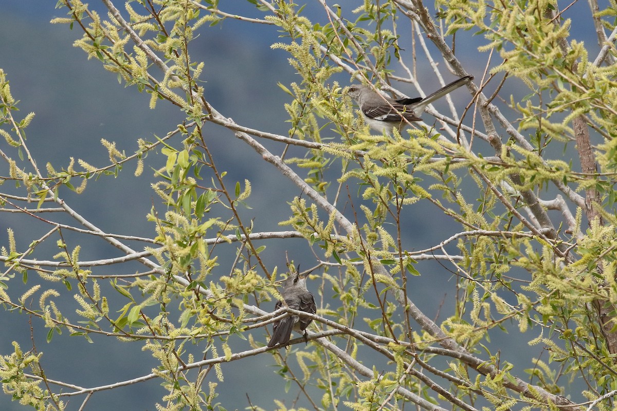 Northern Mockingbird - Mark Chavez