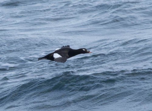 White-winged Scoter - ML620821419