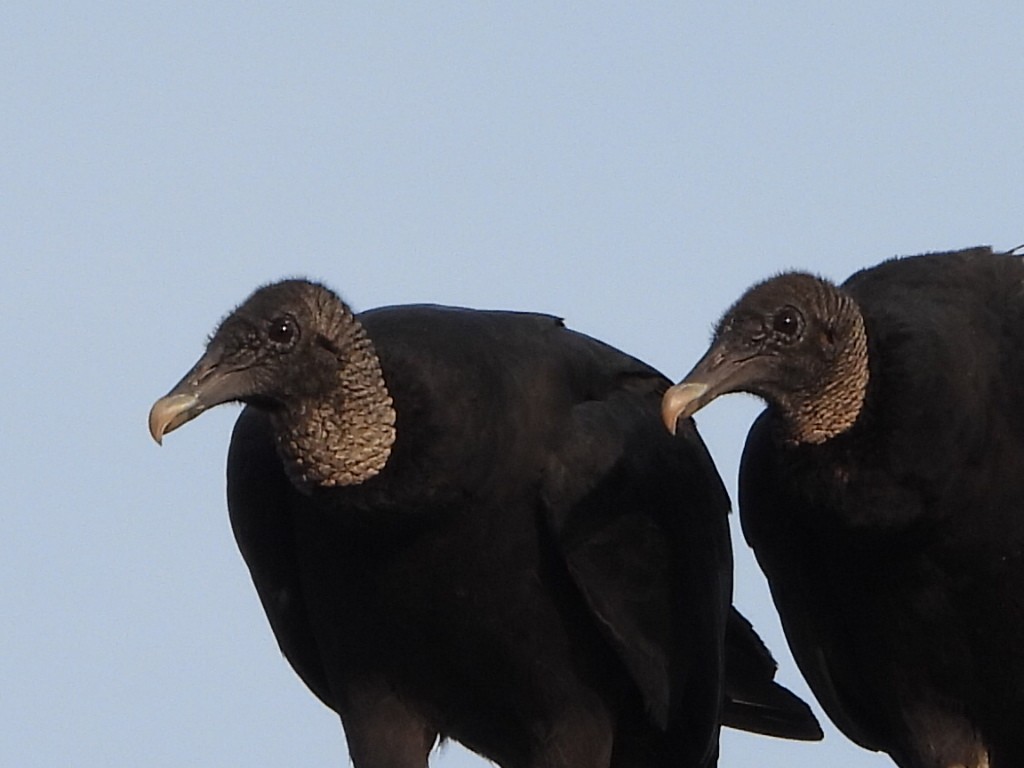 Black Vulture - Bob Lane