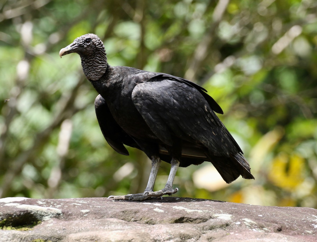 Black Vulture - ML620821424