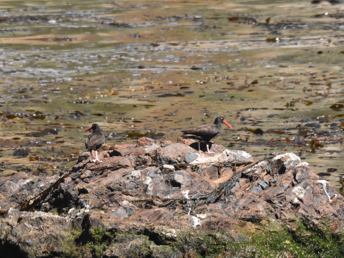 Black Oystercatcher - ML620821425