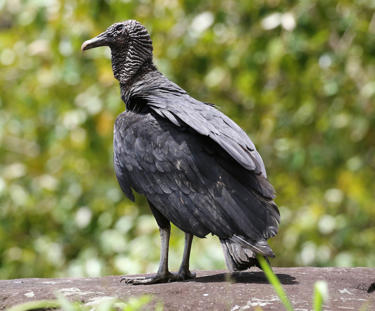 Black Vulture - ML620821426