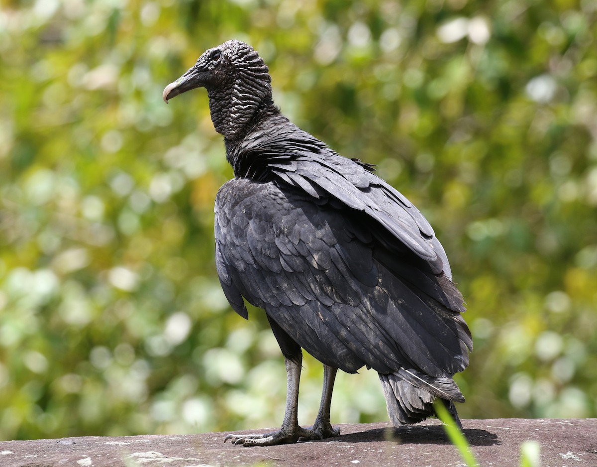 Black Vulture - Dan Waggoner