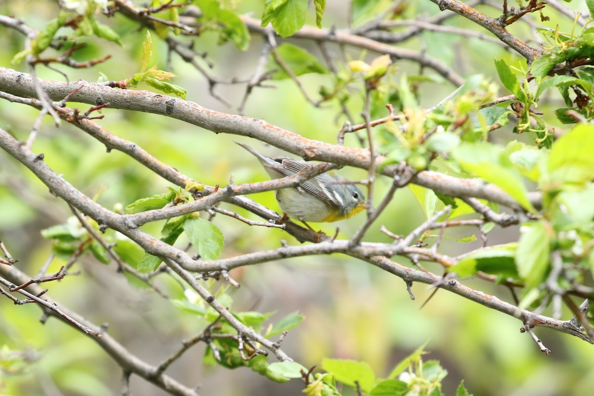 Northern Parula - ML620821430