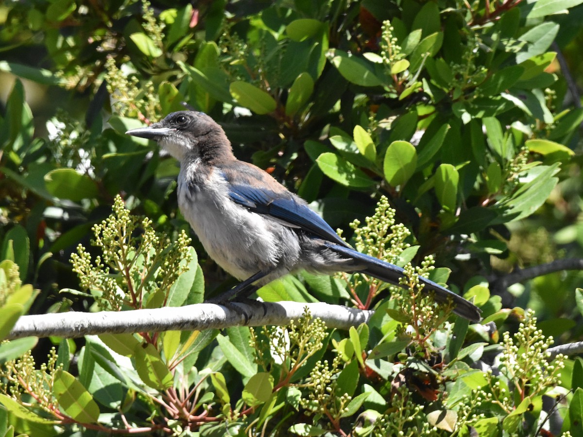 Island Scrub-Jay - ML620821439