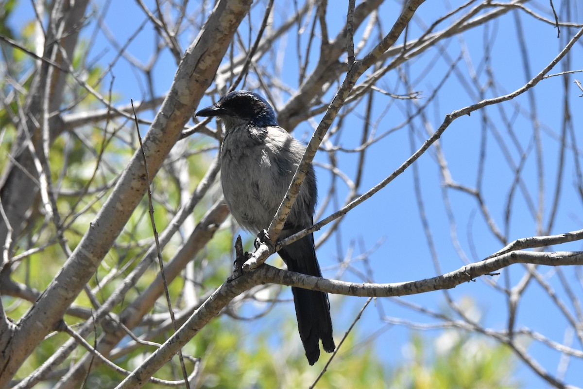 Island Scrub-Jay - ML620821440