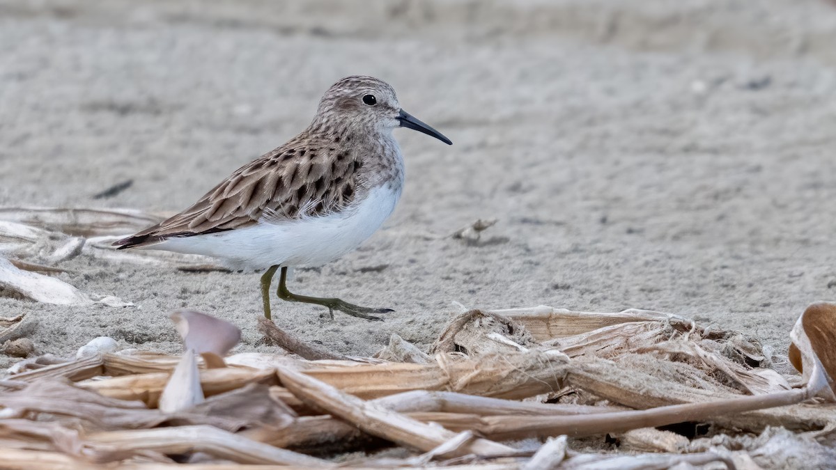 Least Sandpiper - ML620821451