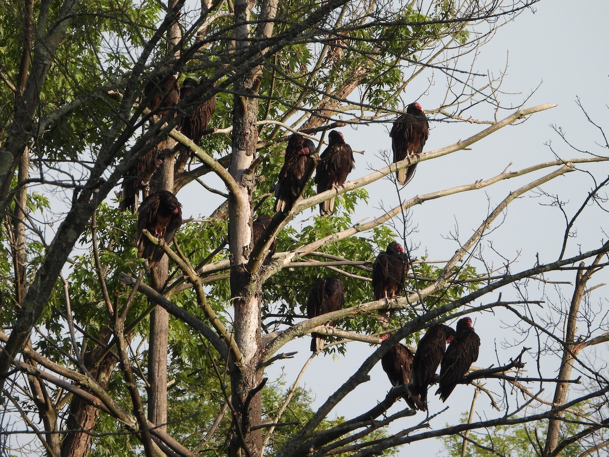 Turkey Vulture - ML620821452