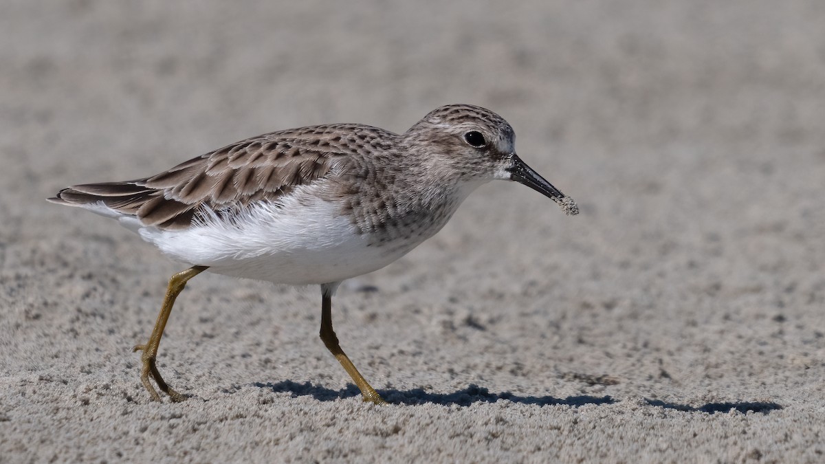 Least Sandpiper - ML620821453