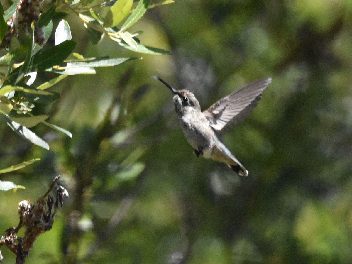 Anna's Hummingbird - ML620821454