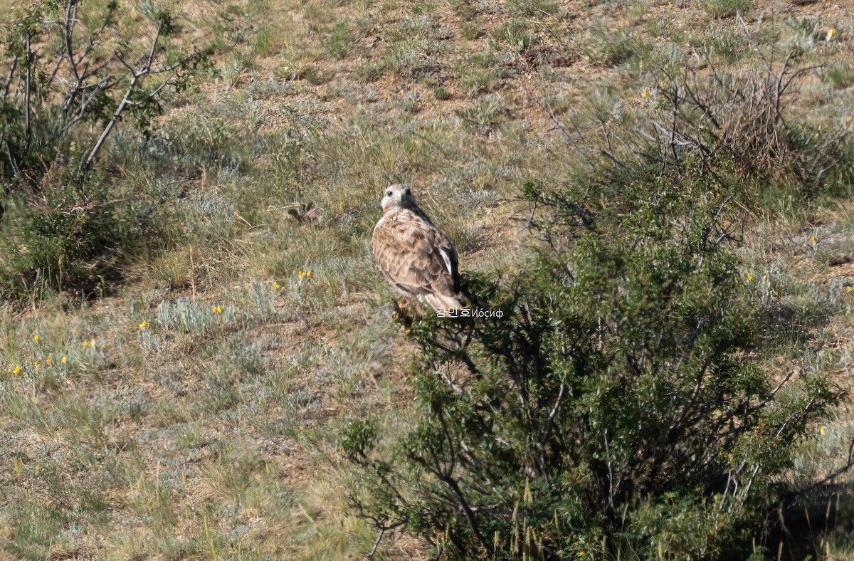 Upland Buzzard - ML620821456