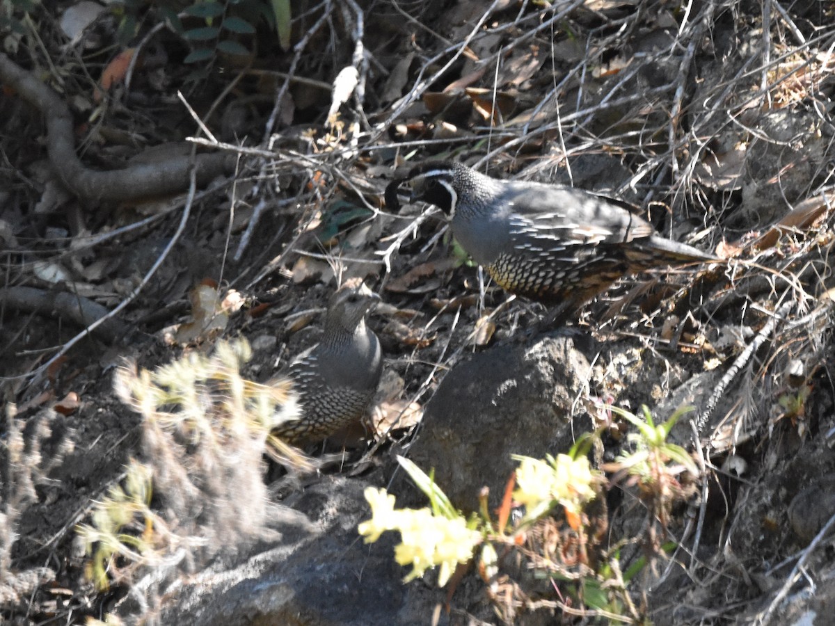 California Quail - ML620821457