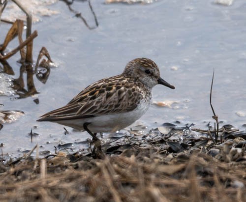 Least Sandpiper - ML620821459