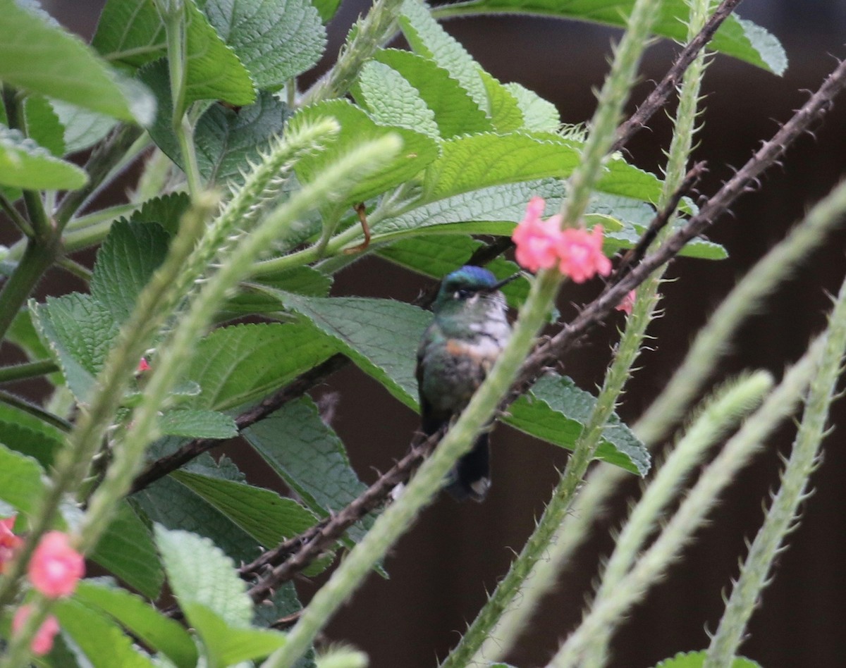 Purple-bibbed Whitetip - ML620821460